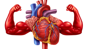 5 everyday habits that cardiologists follow themselves to keep their hearts strong and healthy