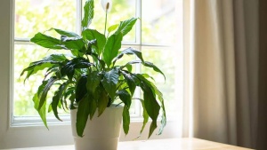 Best and worst plants for asthma: A guide to safer breathing indoors and outdoors